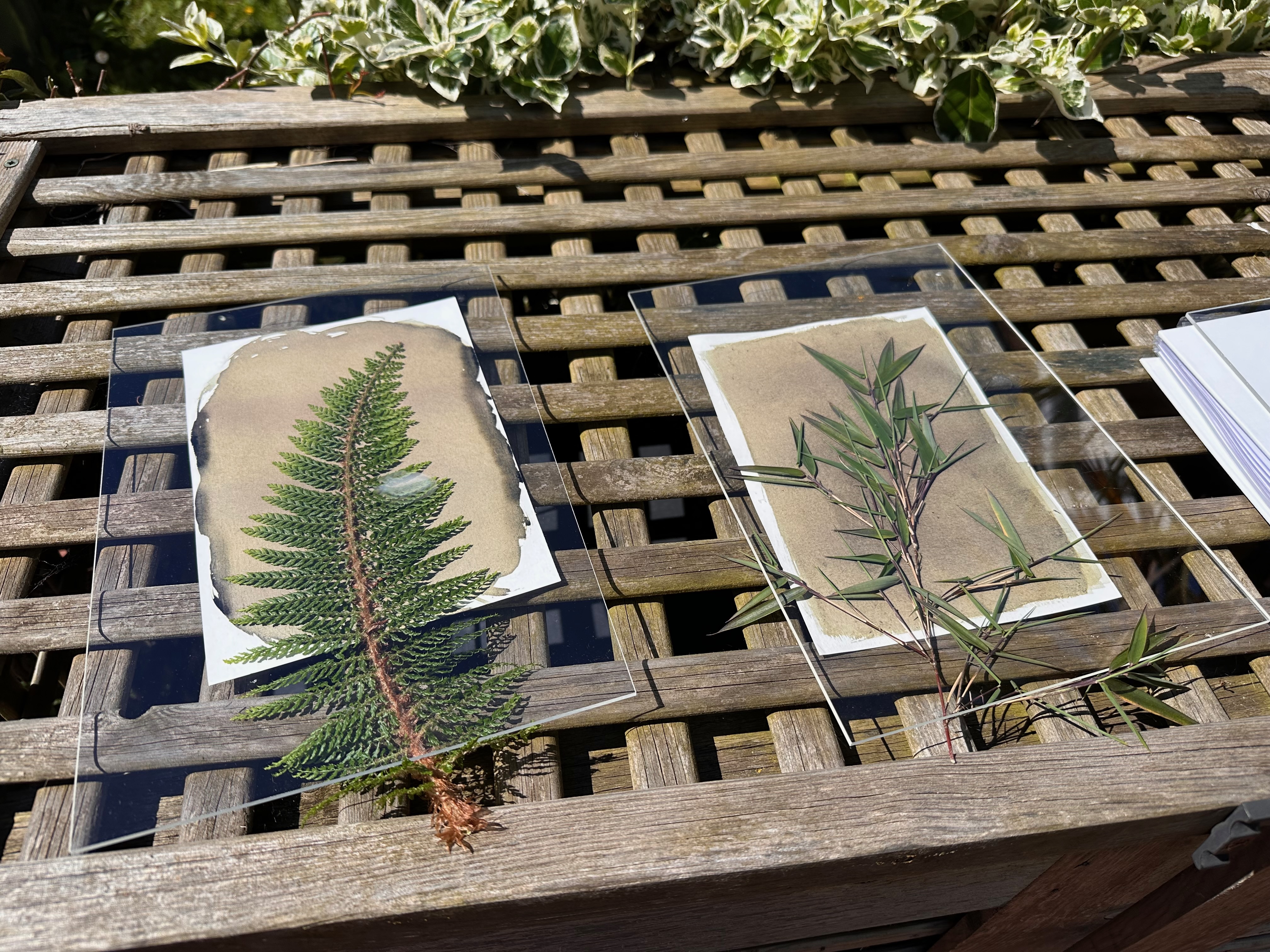 Various leaves resting on paper coated in sensitizer. A perspex sheet holds the leaves in place so they don&rsquo;t move during development.