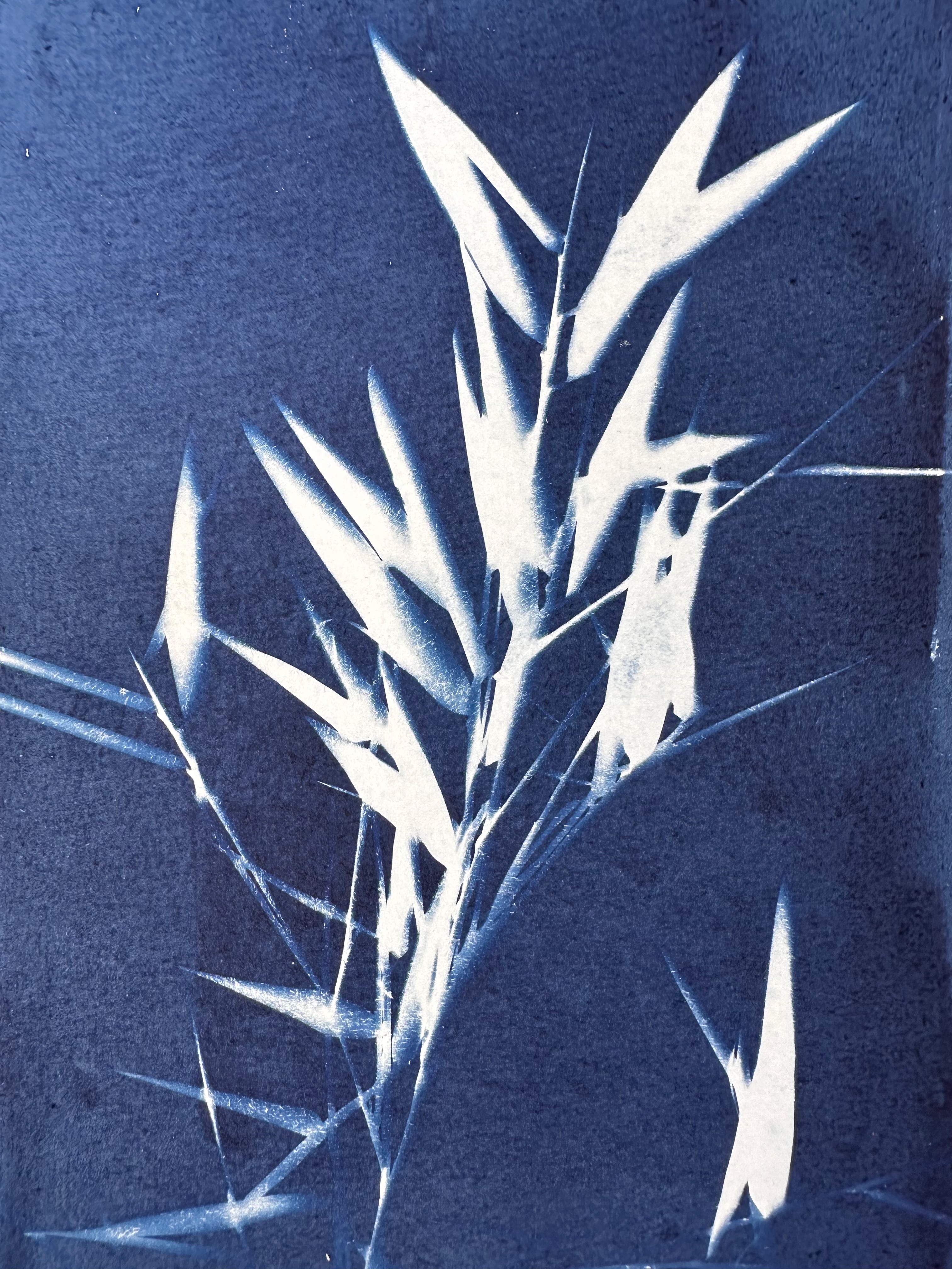 Bamboo leaves on a piece of paper fully coated in sensitzer.