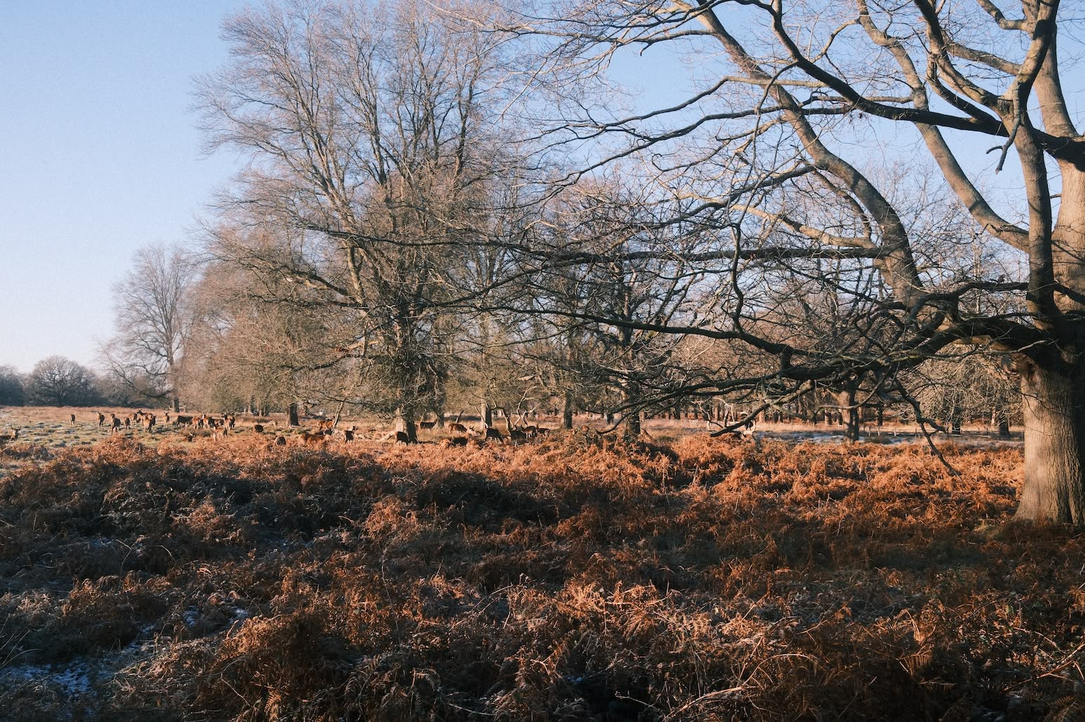 a photo of a park, dried fern in the foreground, bare trees in the distance surrounded by grazing deer