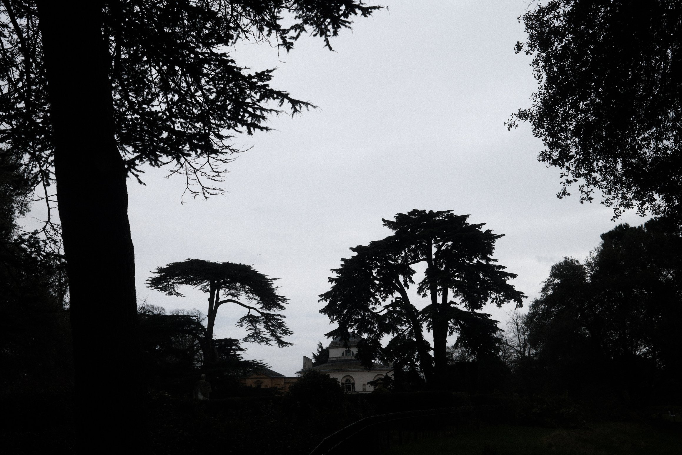A black and white photo of tall trees against a washed out sky
