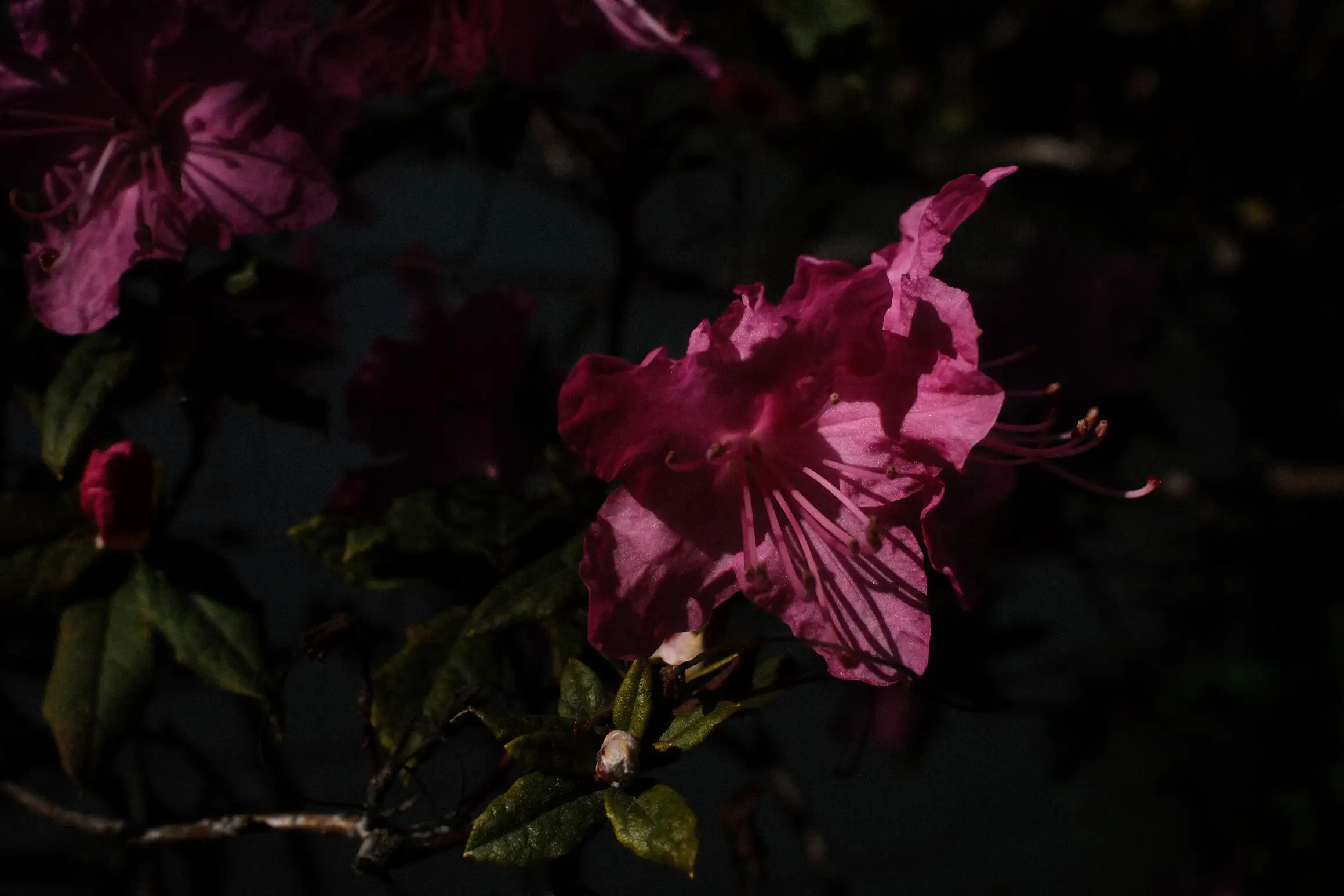 A dimly lit photo of a small pink flower