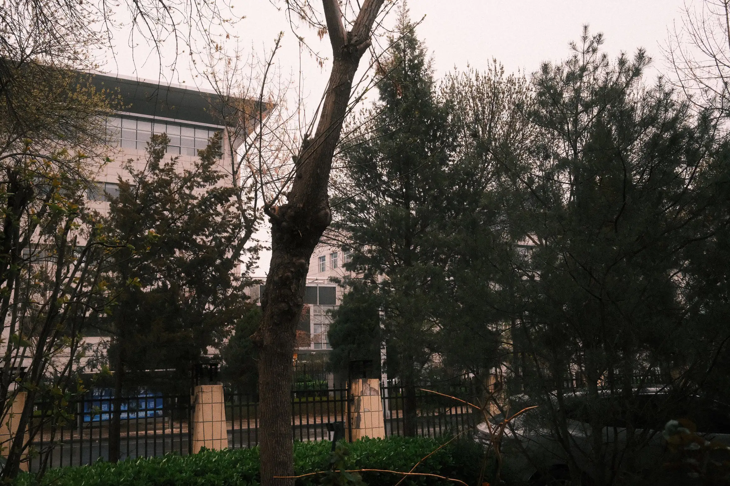A photo looking out through the trees that run along the fence surrounding a residential compound
